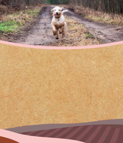 Dog running along a muddy path with textured background below and countryside illustration at the bottom
