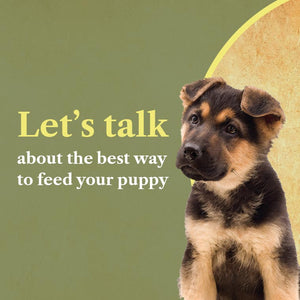 Puppy looking at title text, "Let's talk about the best way to feed your puppy"
