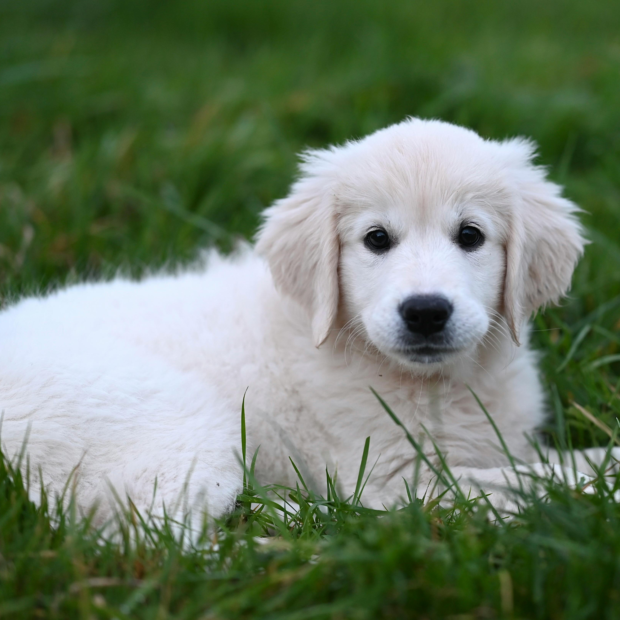 The best way to feed your puppy food