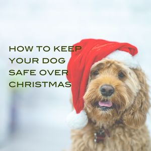 Christmas Hazards for Dogs