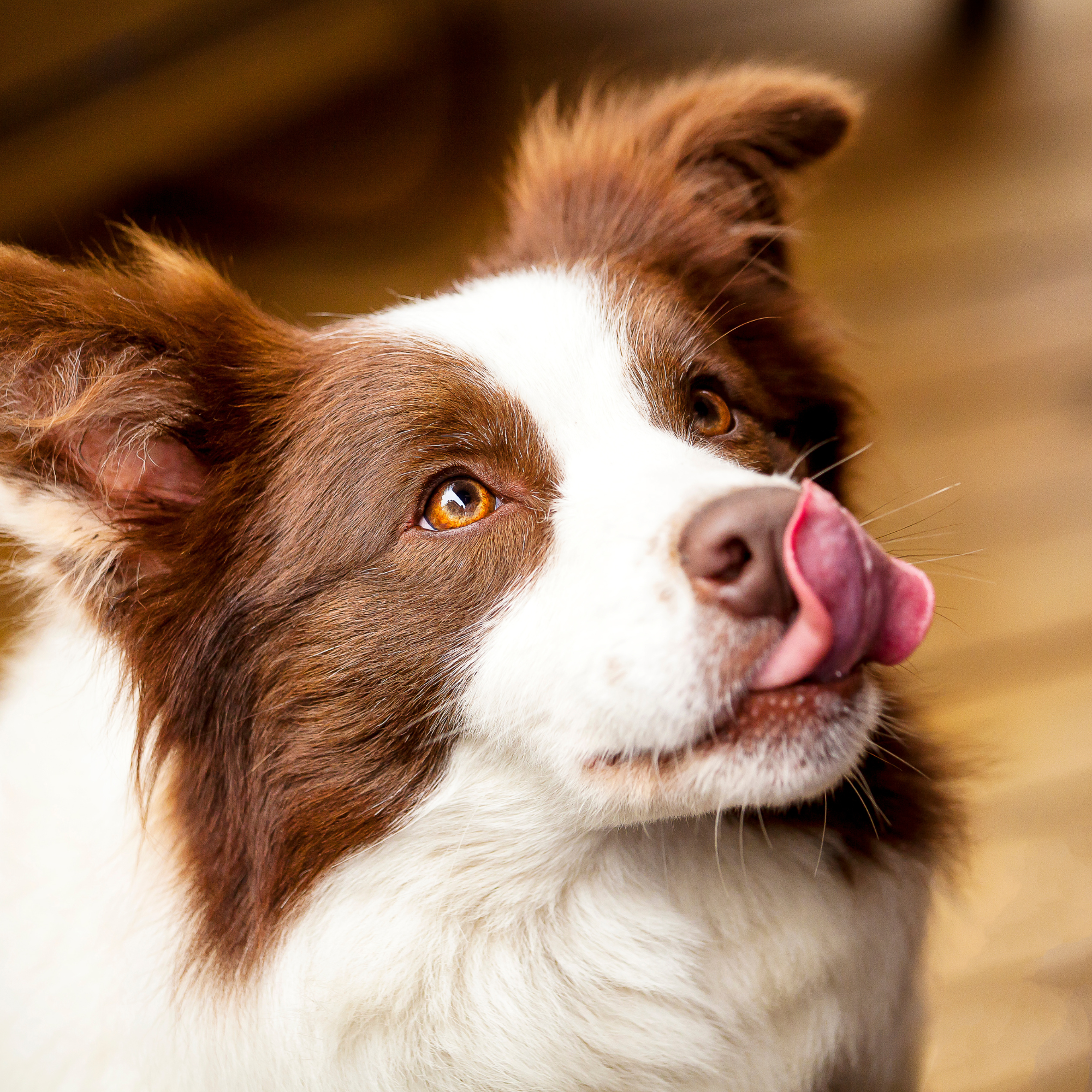 Cold Pressed versus Raw Dog Food