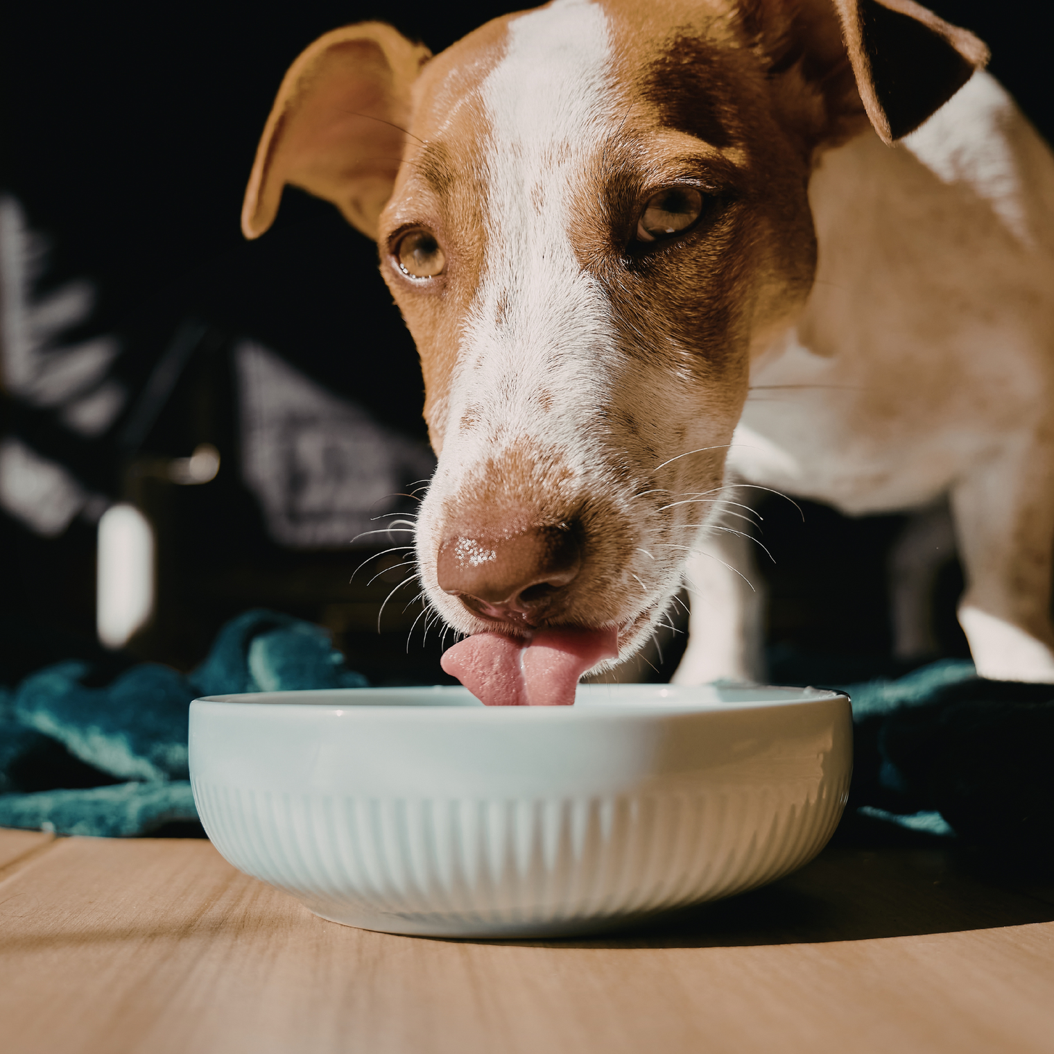 What is cold pressed dog food?