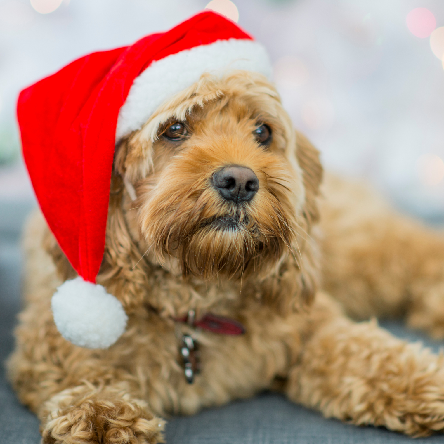 Christmas Hazards for Dogs