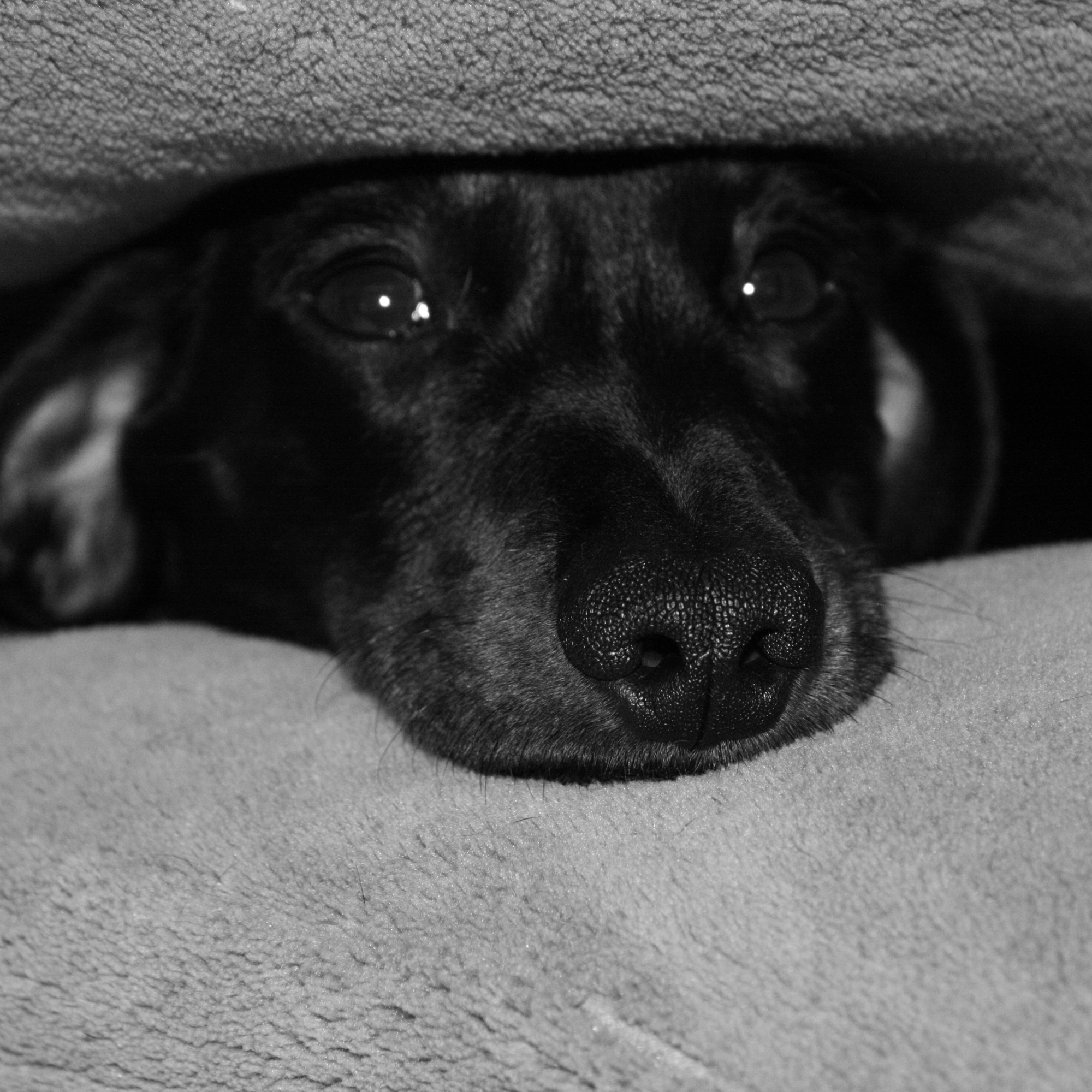 Preparation for Your Dog During the Fireworks Season