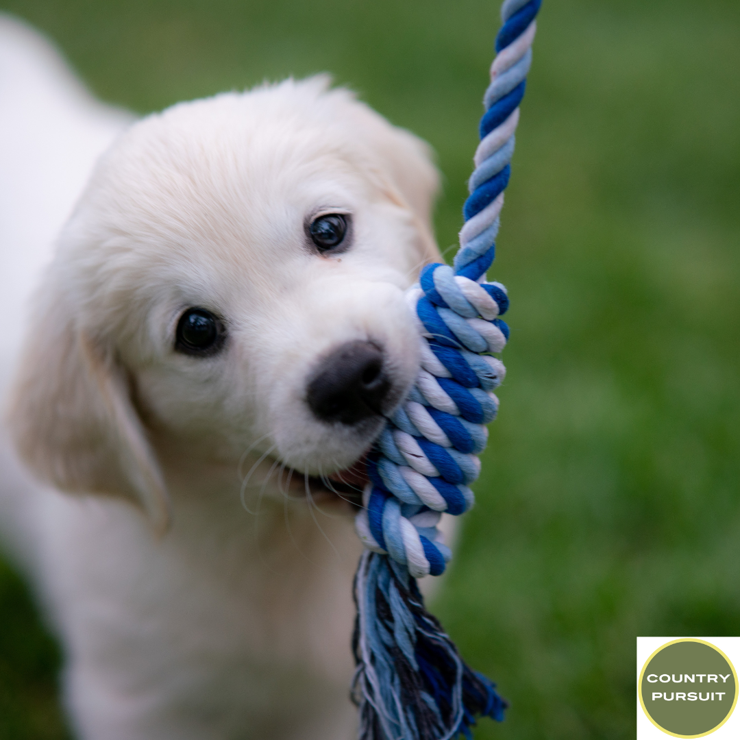 How do you Train a New Puppy?