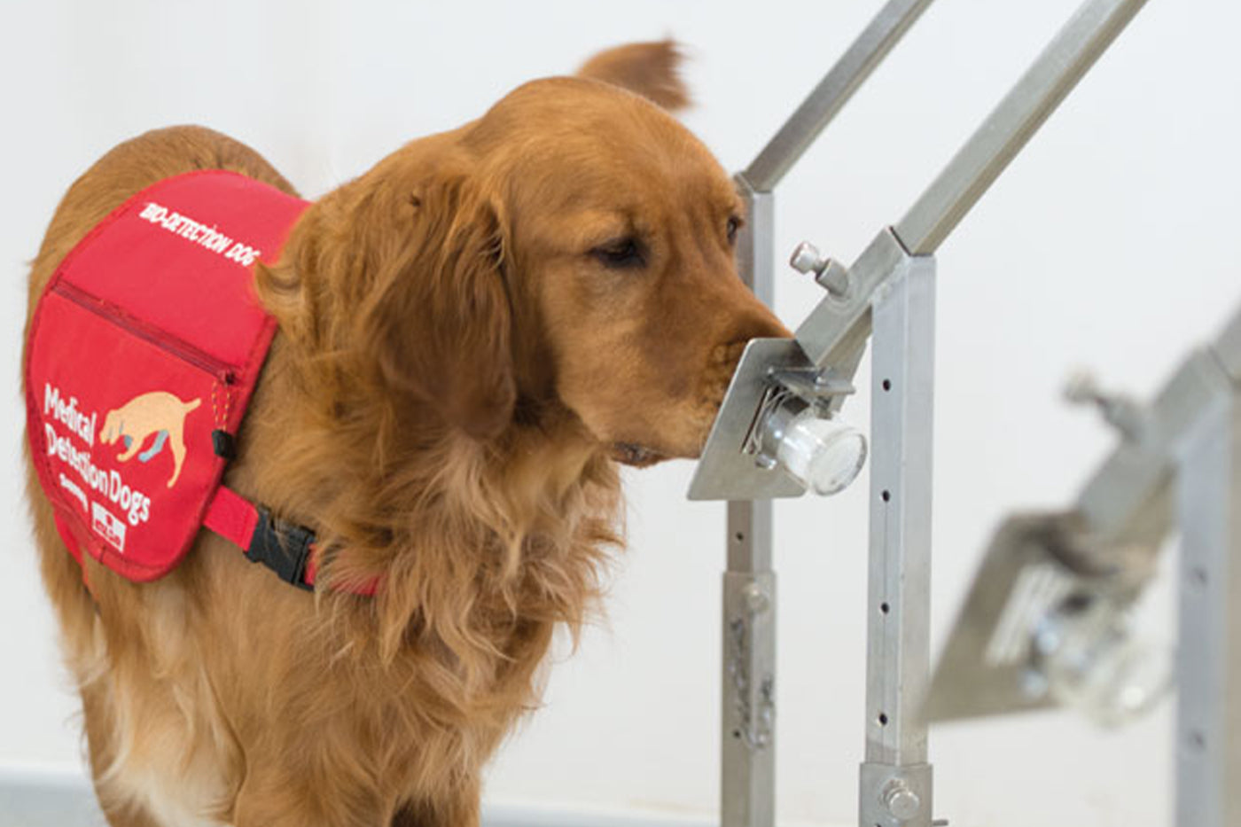 Clay Pigeon Shooting Event for Medical Detection Dogs