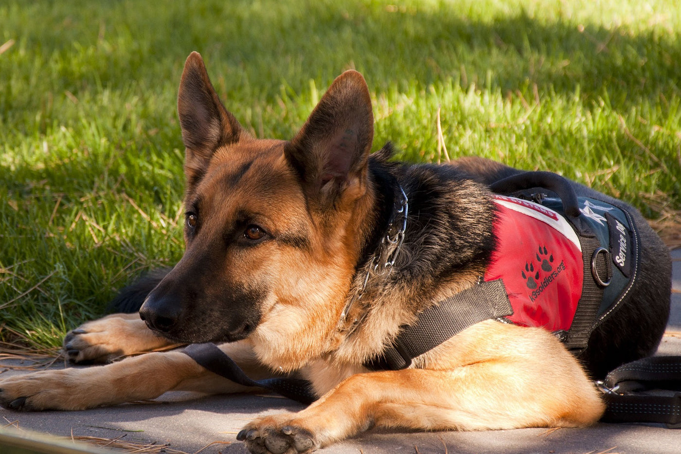 Christmas Treats For Service Dogs