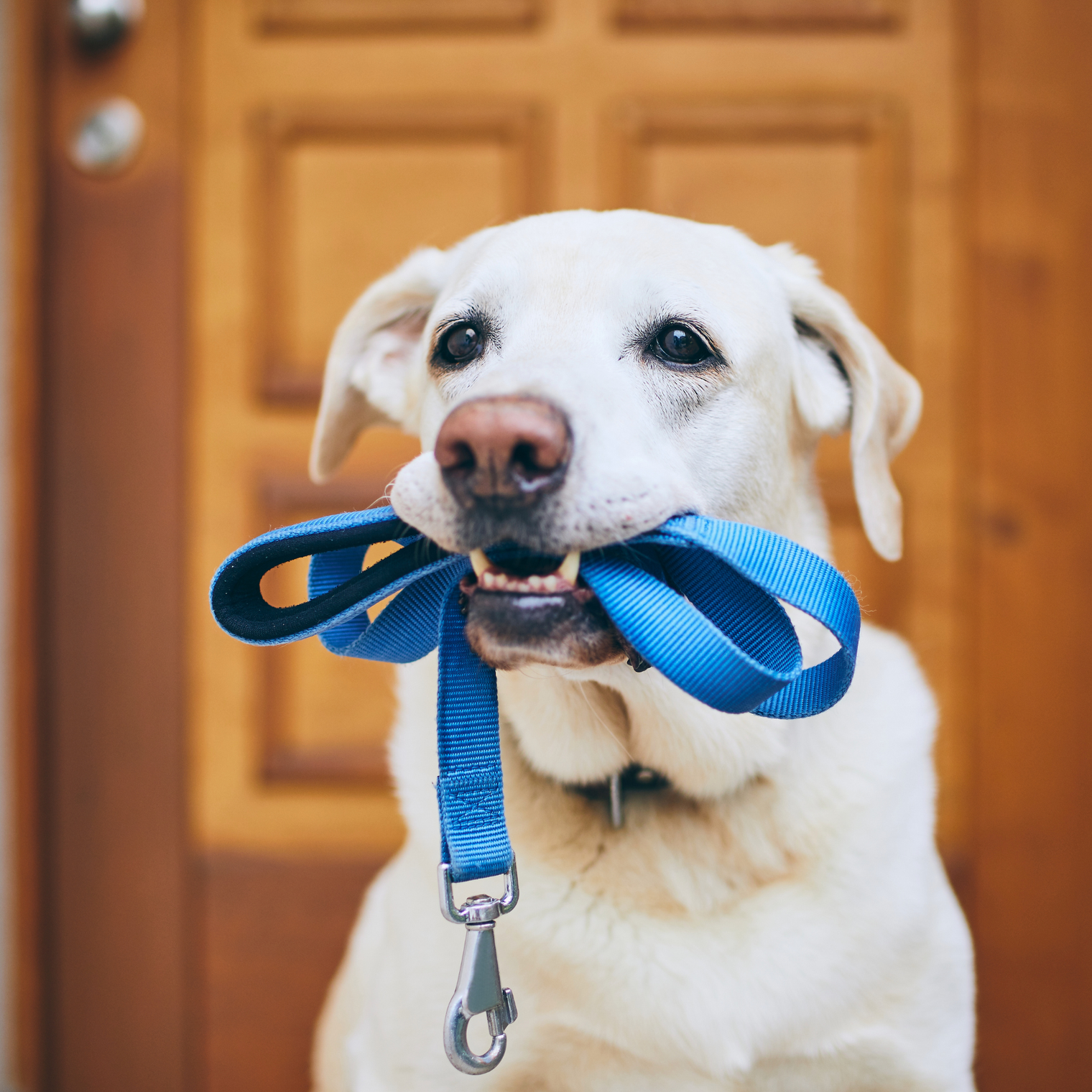 Best Dog-Friendly Walks in Britain