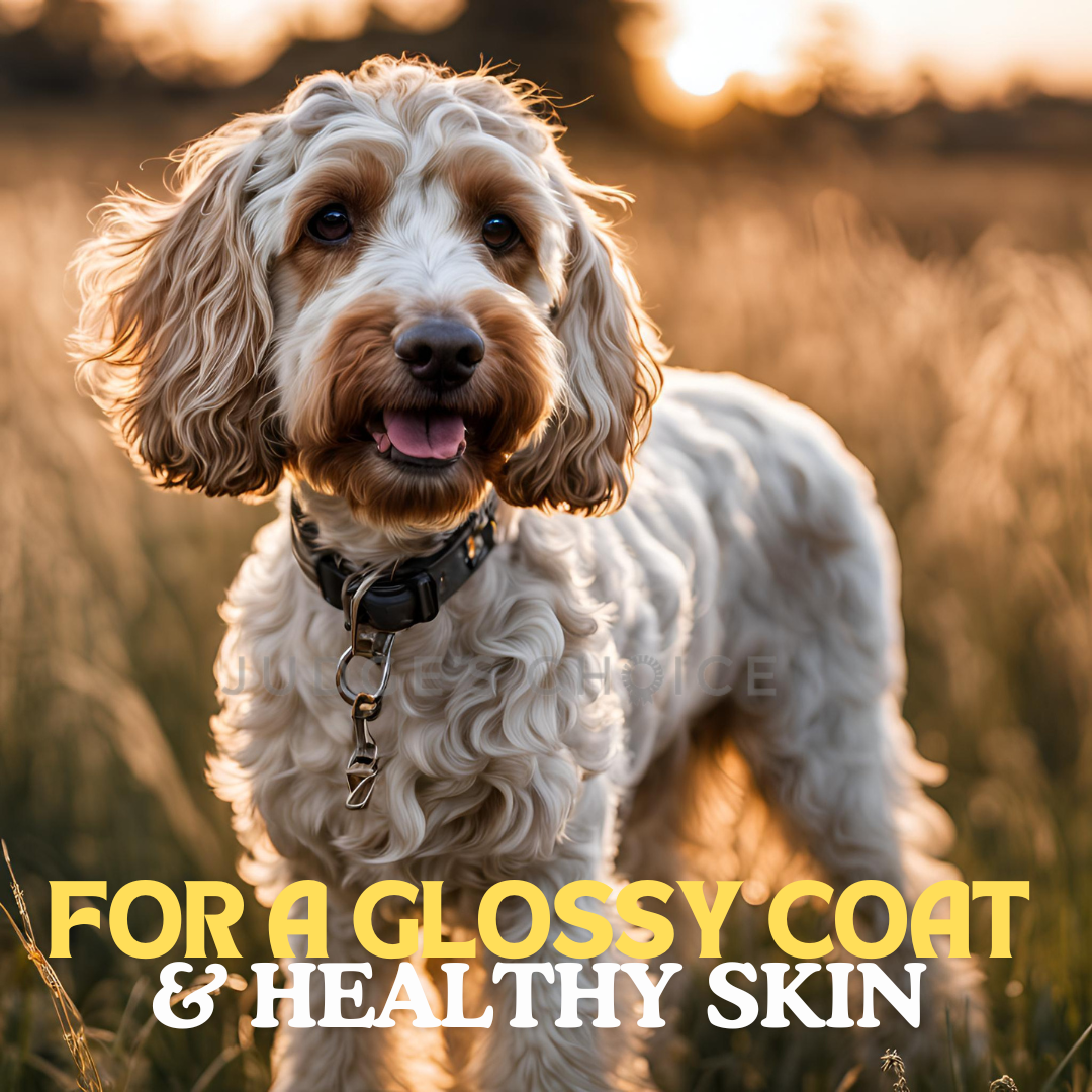 For a glossy coat & healthy skin