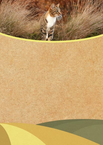 Photo of cat in countryside long grass with a textured background below and countryside swirl pattern