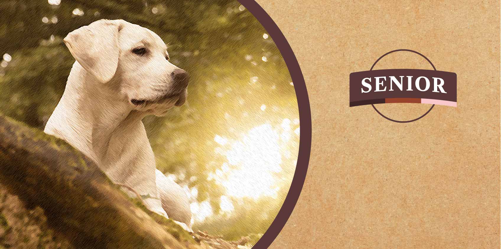 Labrador Retriever dog looking at textured background with senior dog food written within it