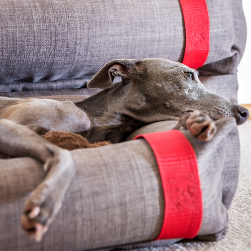 NufNuf Bobbie Bed - A Little Luxury for Your Best Friend
