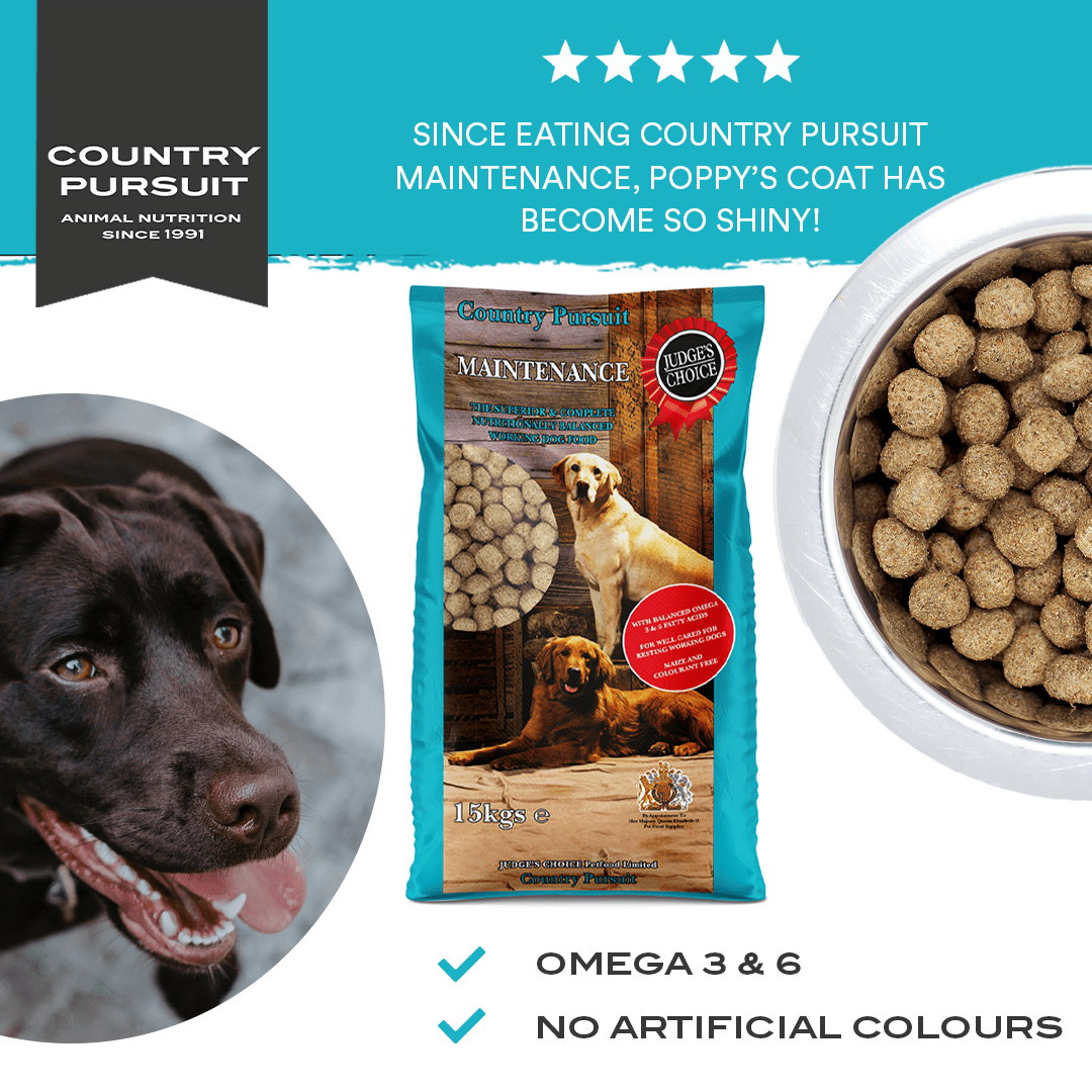Country Pursuit Maintenance testimonial: Since eating country pursuit maintenance, Poppy's coat has become so shiny!